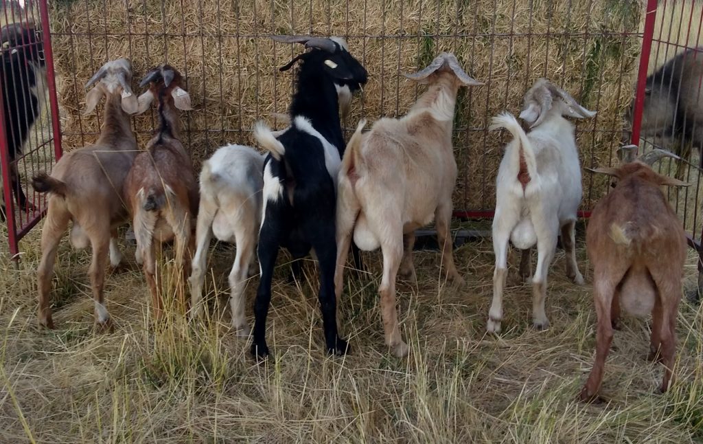 Goat Journal Special Issue Head to Hoof Health Vol. 2 Backyard Goats